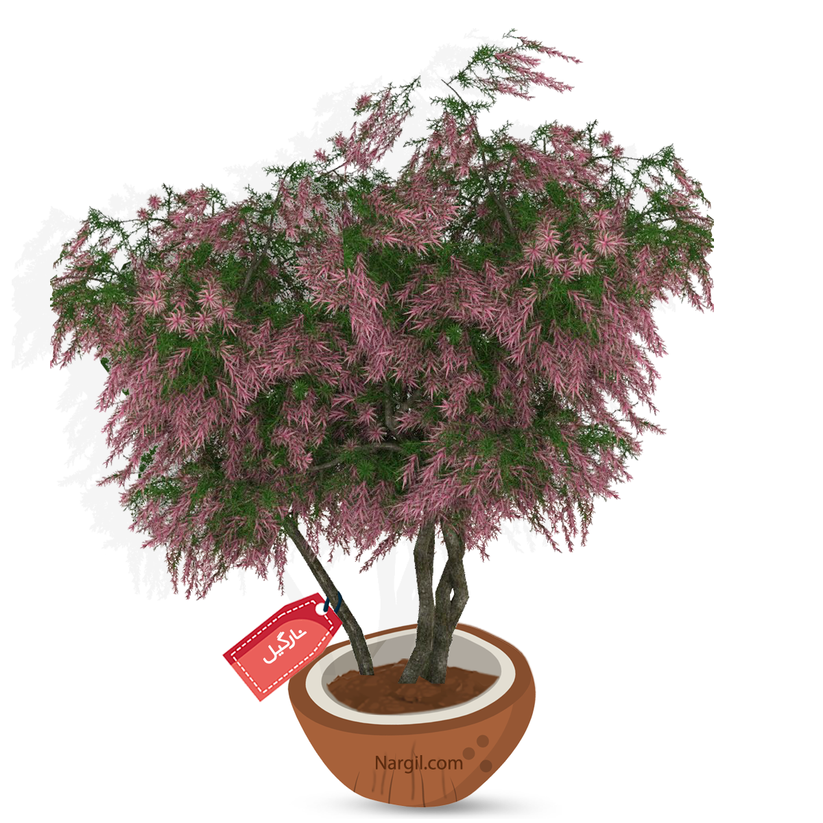 Nargil_Tamarix Gallica